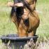 Feeding the Horse in Hot Weather